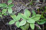 Plantago camtschatica. Розетки листьев в каплях дождя. Камчатский край, Елизовский р-н, берег Авачинского залива, Халактырский пляж, приморский луг с участками, поросшими Empetrum nigrum. 29.08.2022.