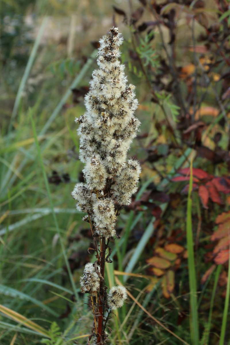 Изображение особи Solidago virgaurea.
