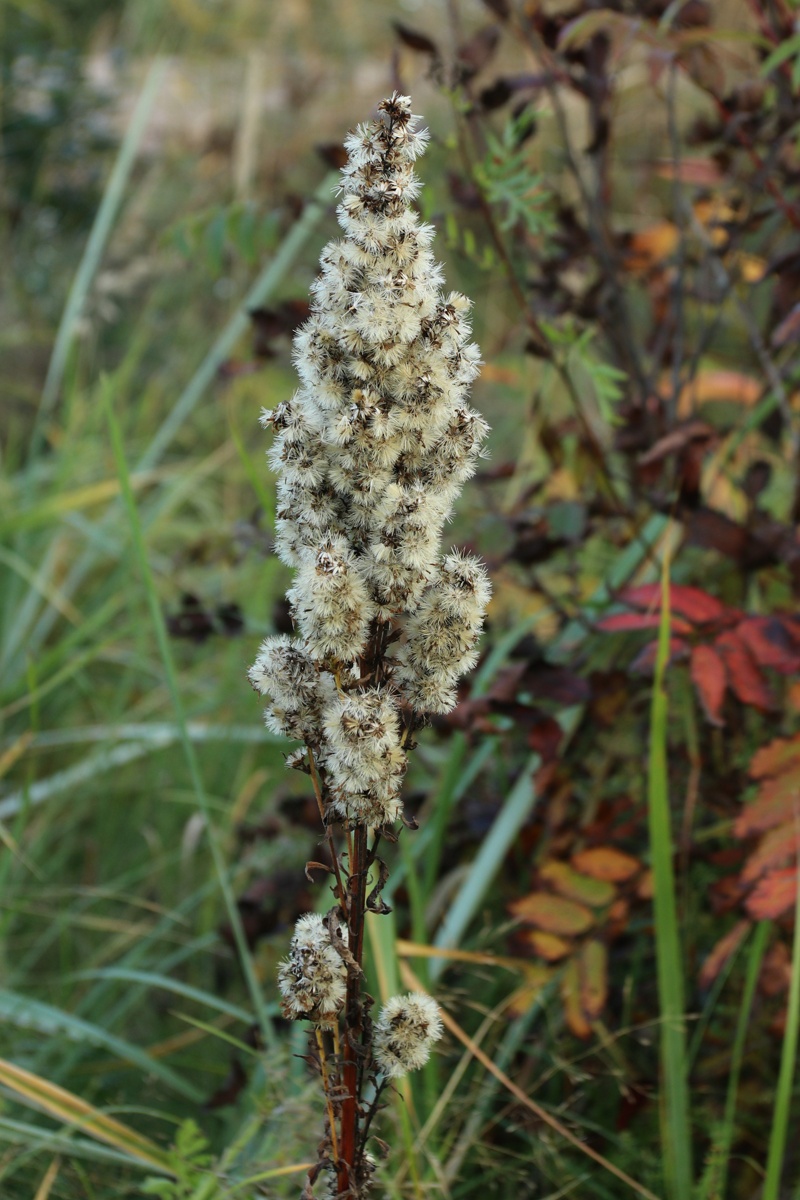 Image of Solidago virgaurea specimen.