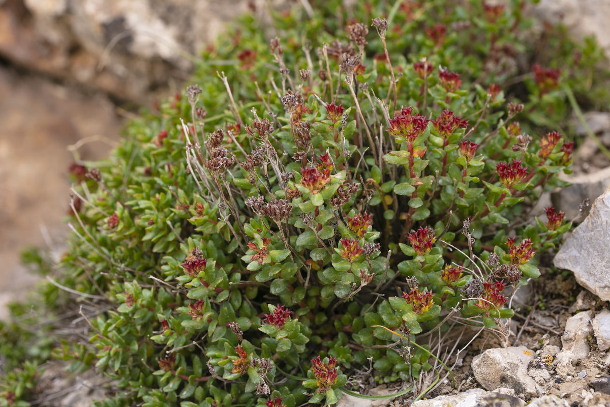 Изображение особи Rhodiola gelida.