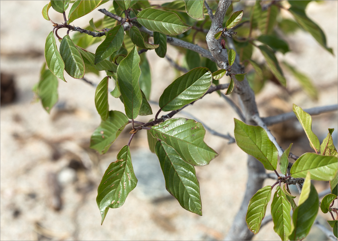 Image of Frangula alnus specimen.