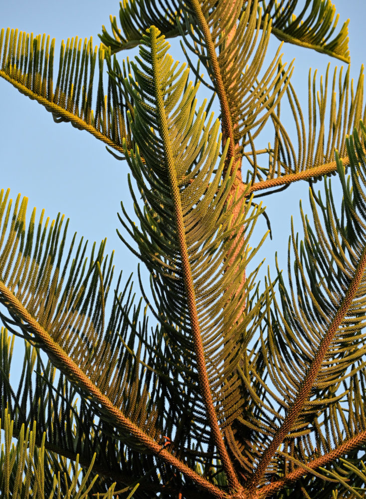 Image of Araucaria heterophylla specimen.