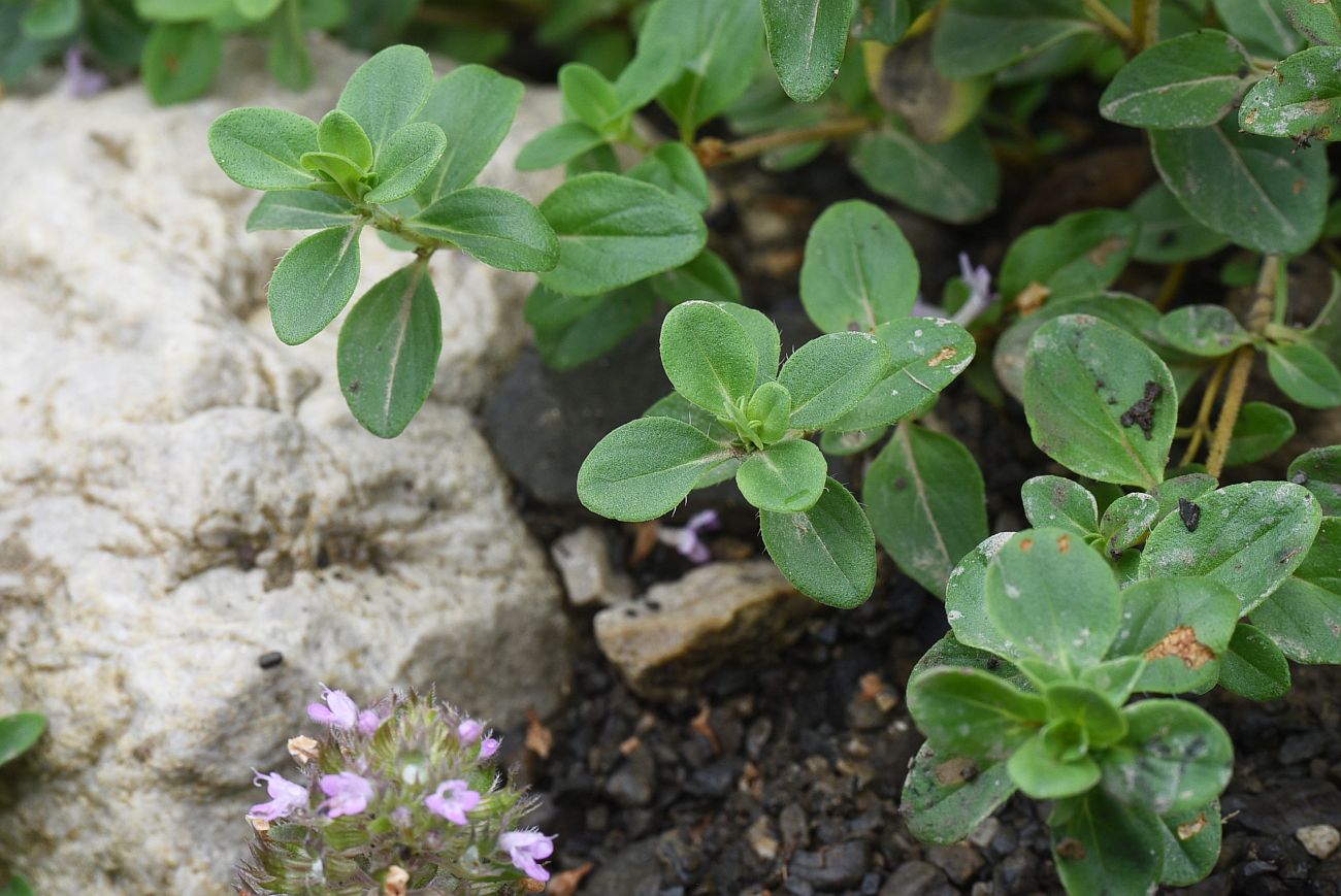 Image of genus Thymus specimen.