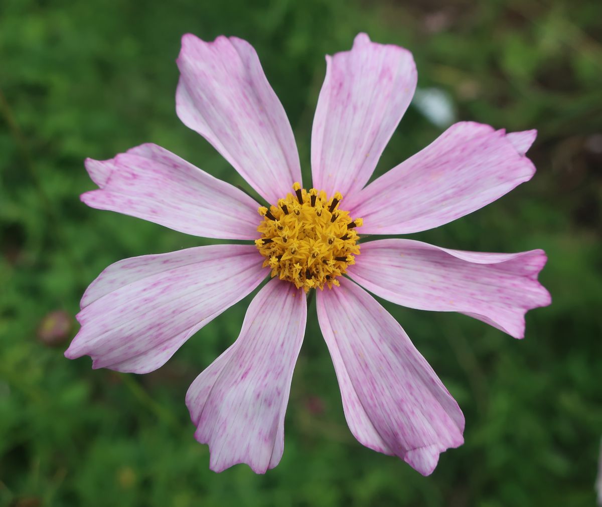 Изображение особи Cosmos bipinnatus.