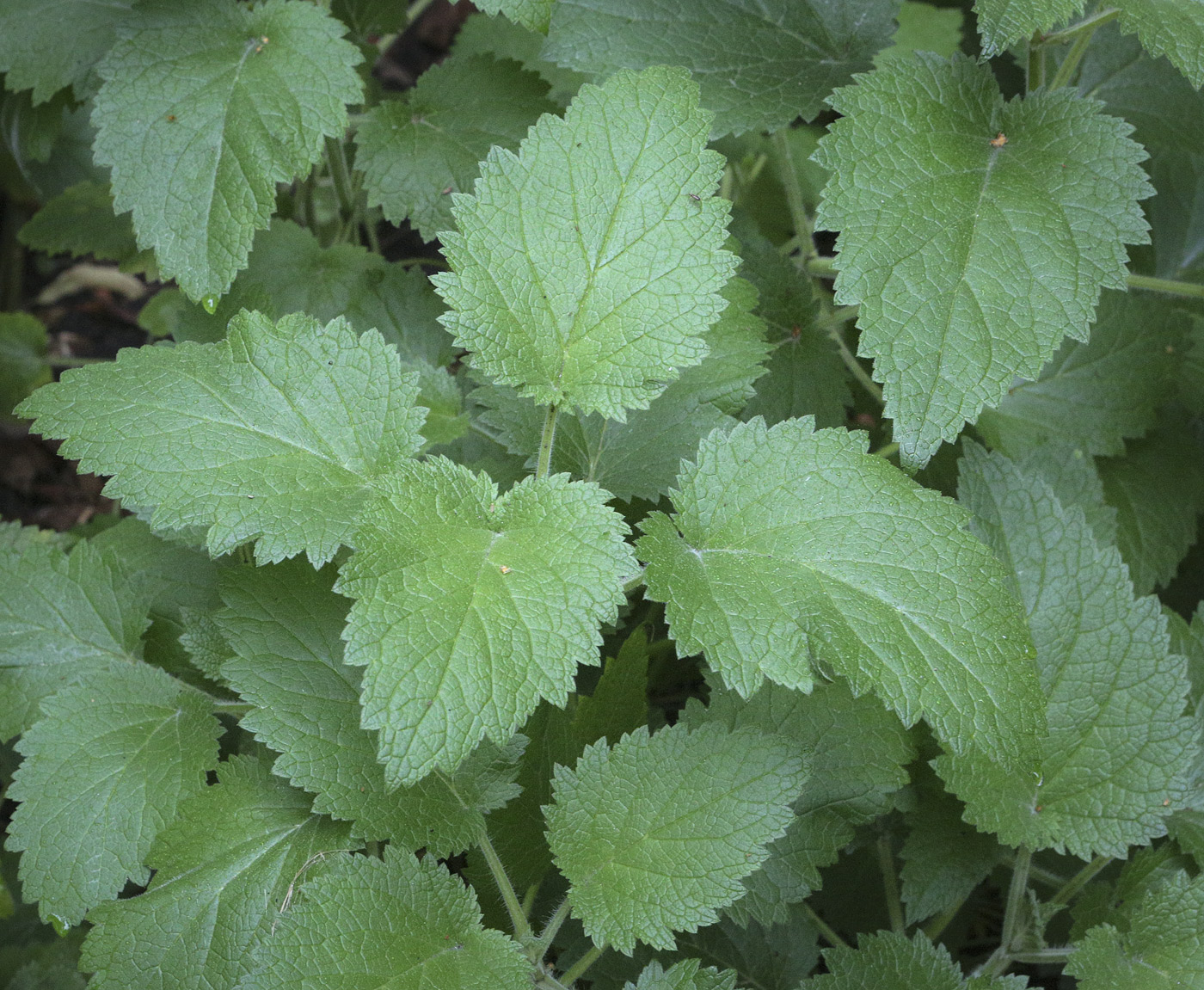 Image of Scrophularia divaricata specimen.