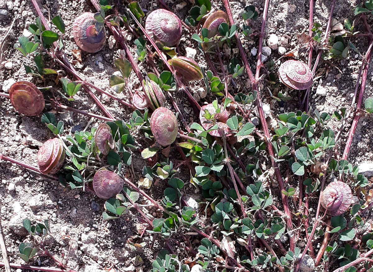 Изображение особи Medicago orbicularis.