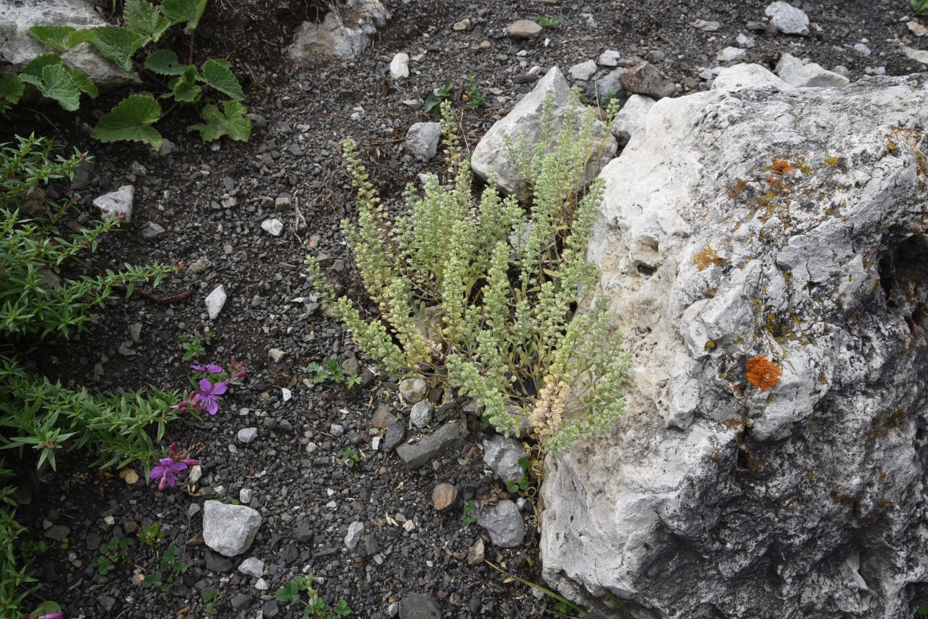 Изображение особи Alyssum simplex.