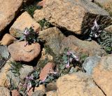 Corydalis rutifolia