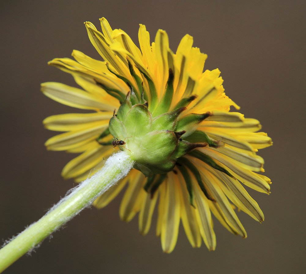 Image of Taraxacum ussuriense specimen.