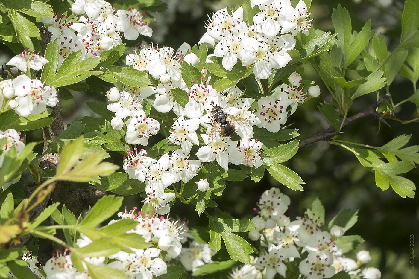 Изображение особи Crataegus stevenii.