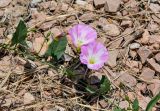 Convolvulus arvensis