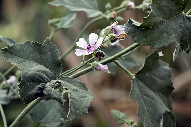 Изображение особи Althaea armeniaca.