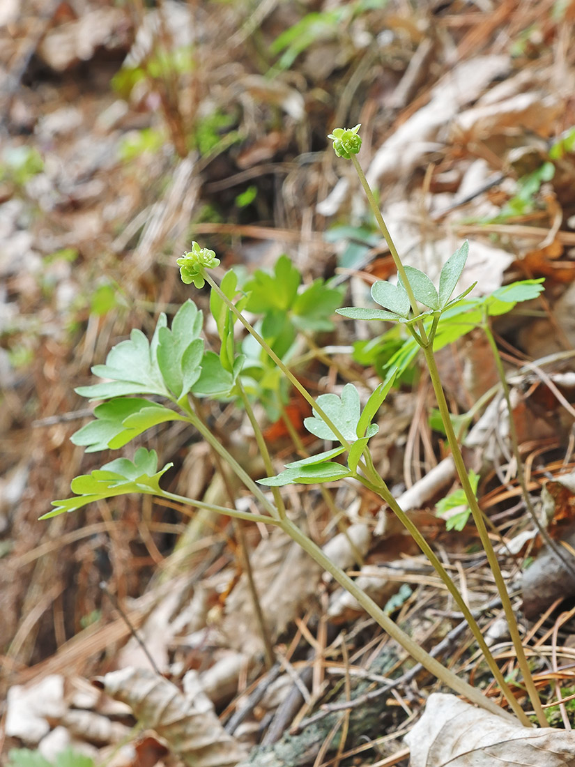 Image of Adoxa moschatellina specimen.