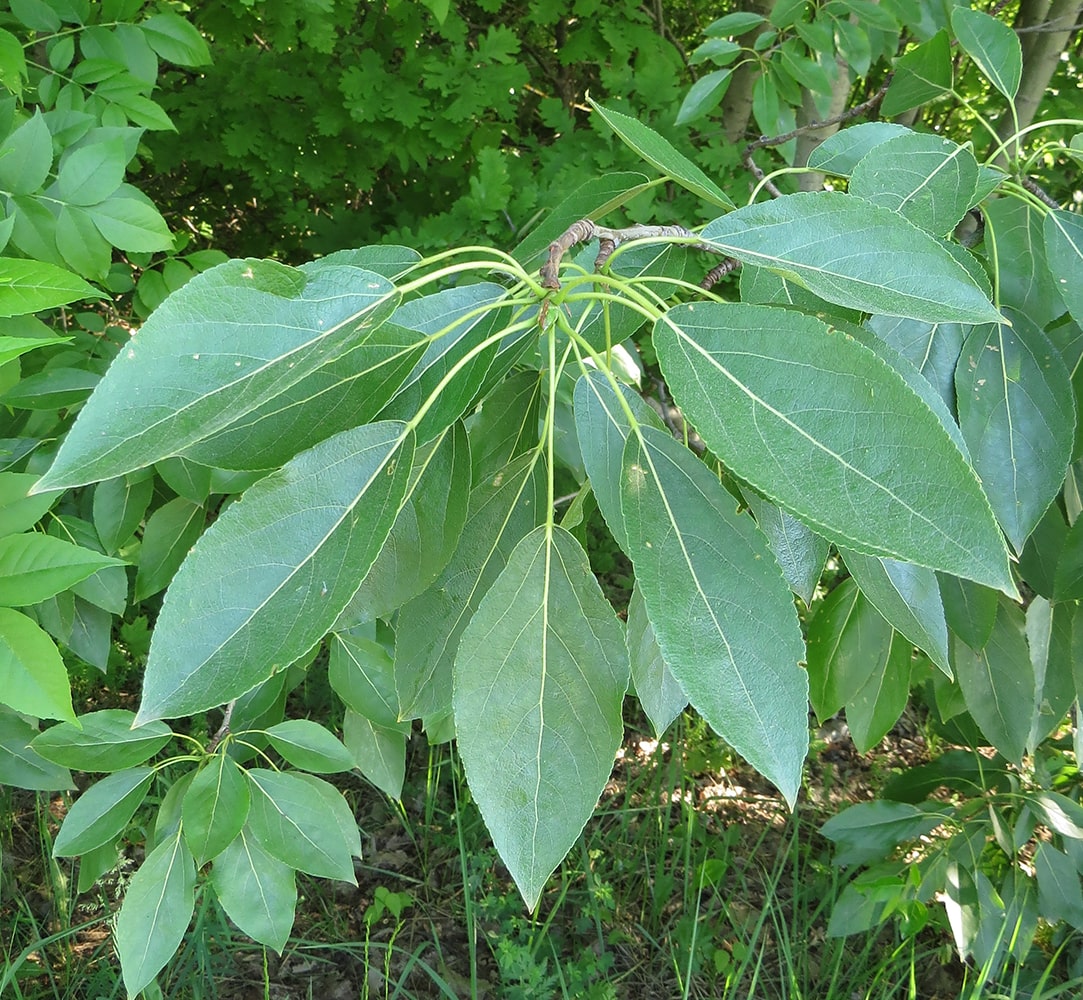 Image of Populus tristis specimen.