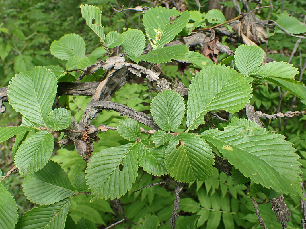 Image of Ulmus japonica specimen.