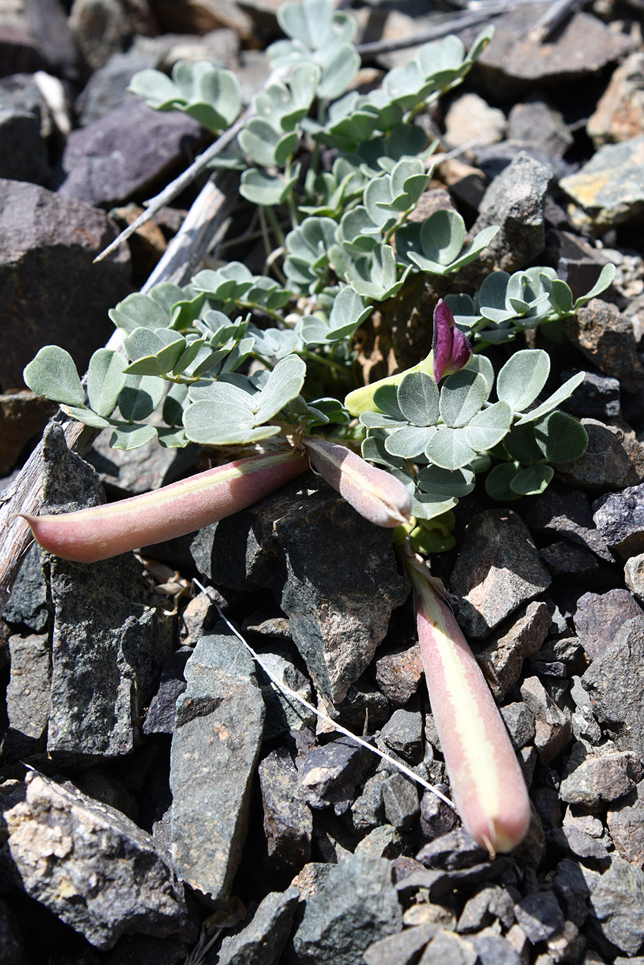 Image of Chesneya dshungarica specimen.