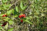 Rubus crataegifolius