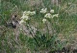 Thalictrum petaloideum. Цветущее растение. Хакасия, Орджоникидзевский р-н, горная гряда Сундуки, степной склон. 07.06.2022.