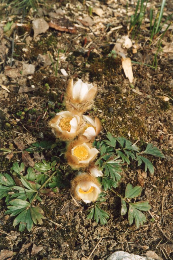 Изображение особи Pulsatilla vernalis.