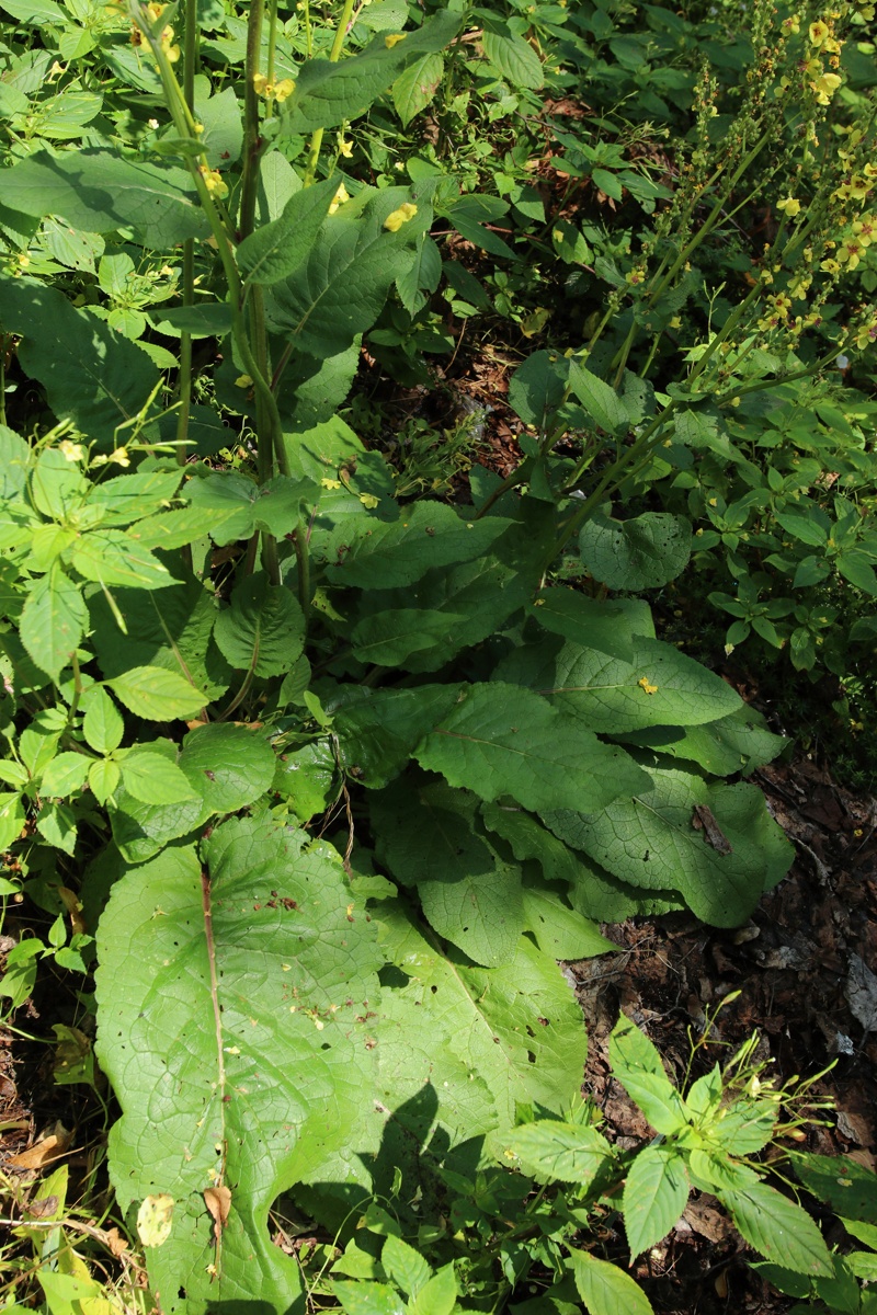 Изображение особи Verbascum nigrum.