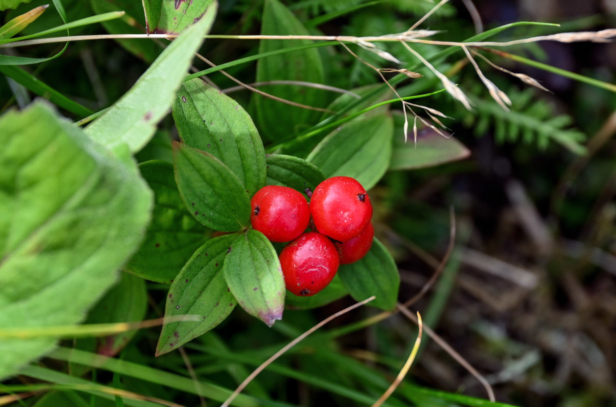 Изображение особи Chamaepericlymenum suecicum.