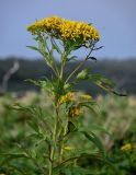 Senecio cannabifolius