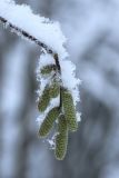 Corylus avellana. Покрытый изморозью и снегом побег с покоящимися мужскими соцветиями. Санкт-Петербург, Дудергофские высоты, склон северной экспозиции, обочина дороги среди широколиственного леса. 25.11.2023.