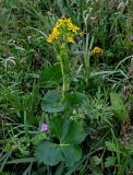 Ligularia hodgsonii. Цветущее растение в сообществе с Iris, Geranium и Sanguisorba. Курильские о-ва, о-в Кунашир, берег оз. Лагунное, луг. 18.08.2022.