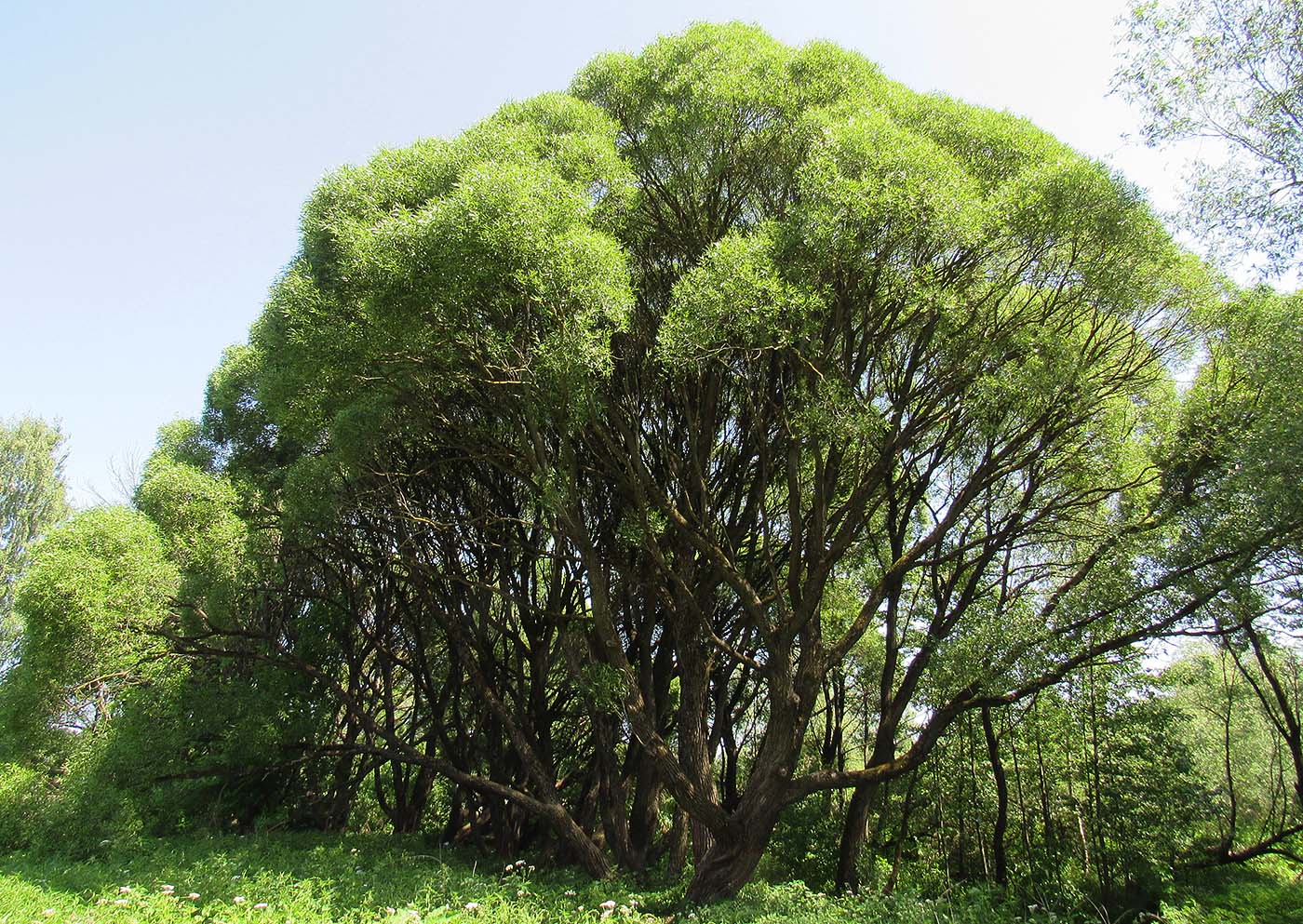 Изображение особи Salix fragilis var. sphaerica.