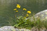 genus Hieracium. Цветущее растение. Карачаево-Черкесия, Урупский р-н, хр. Загедан, долина Ацгарских озёр, ≈ 2600 м н.у.м., в расщелине скалы в воде у берега большего из средних озёр. 09.08.2023.