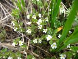 Euphrasia ossica