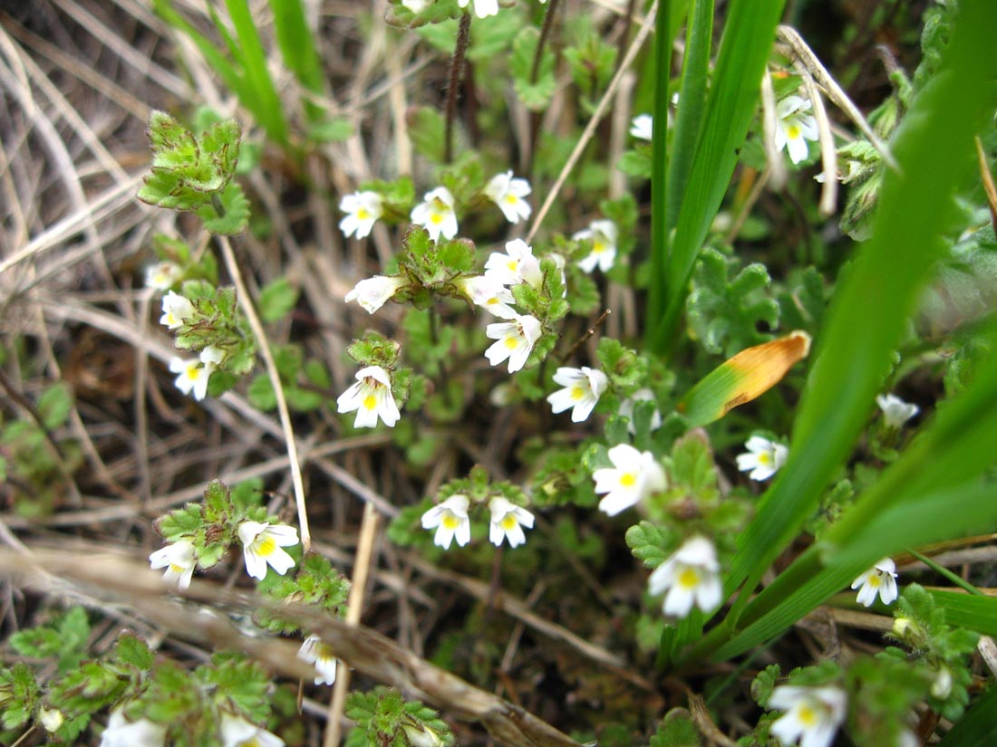 Изображение особи Euphrasia ossica.