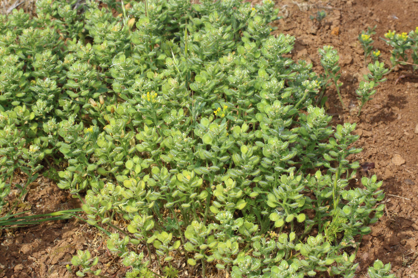 Image of Alyssum hirsutum specimen.