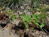 Geranium rotundifolium