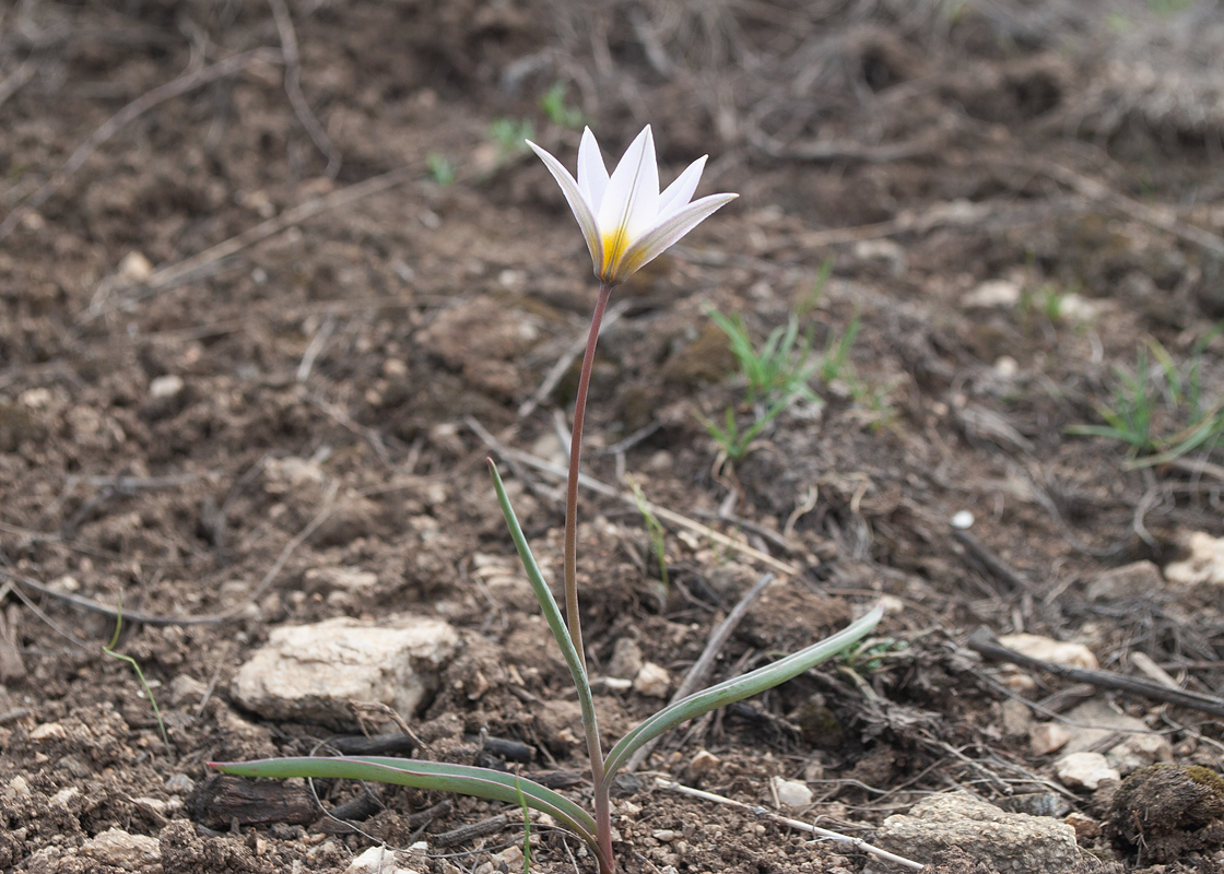 Изображение особи Tulipa patens.