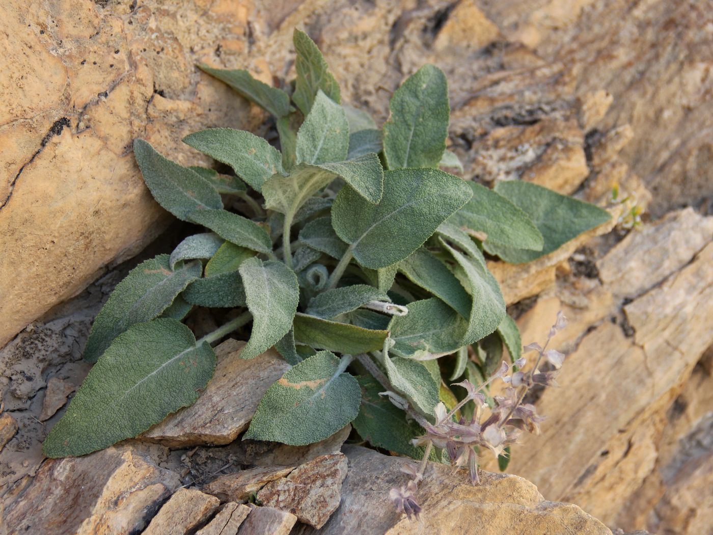 Image of Salvia sarawschanica specimen.