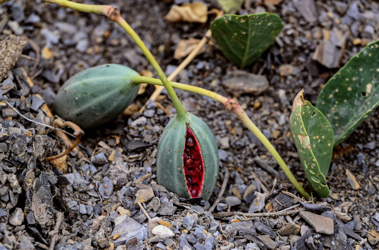 Изображение особи Capparis herbacea.
