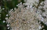 Daucus carota