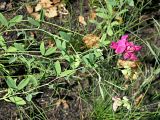 Lathyrus tuberosus. Верхняя часть цветущего растения. Ульяновская обл., Мелекесский р-н, окр. с. Александровка, долина р. Бирля, луг. 17.06.2023.