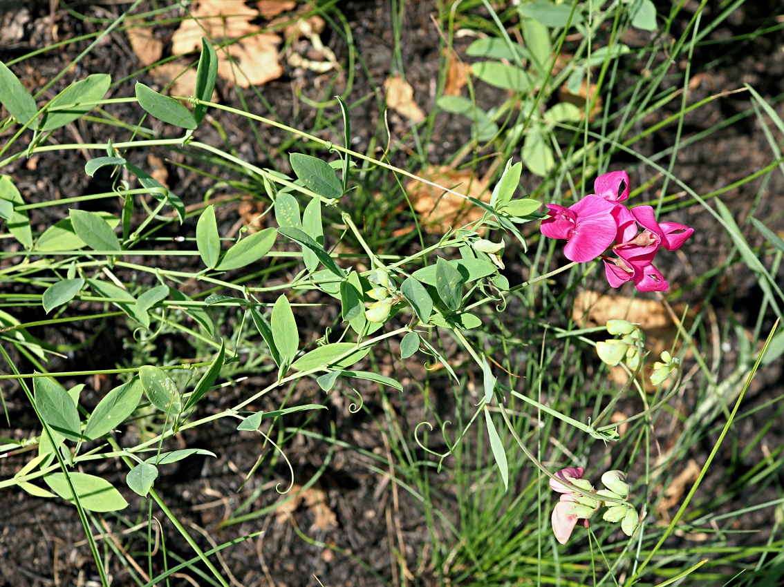 Изображение особи Lathyrus tuberosus.