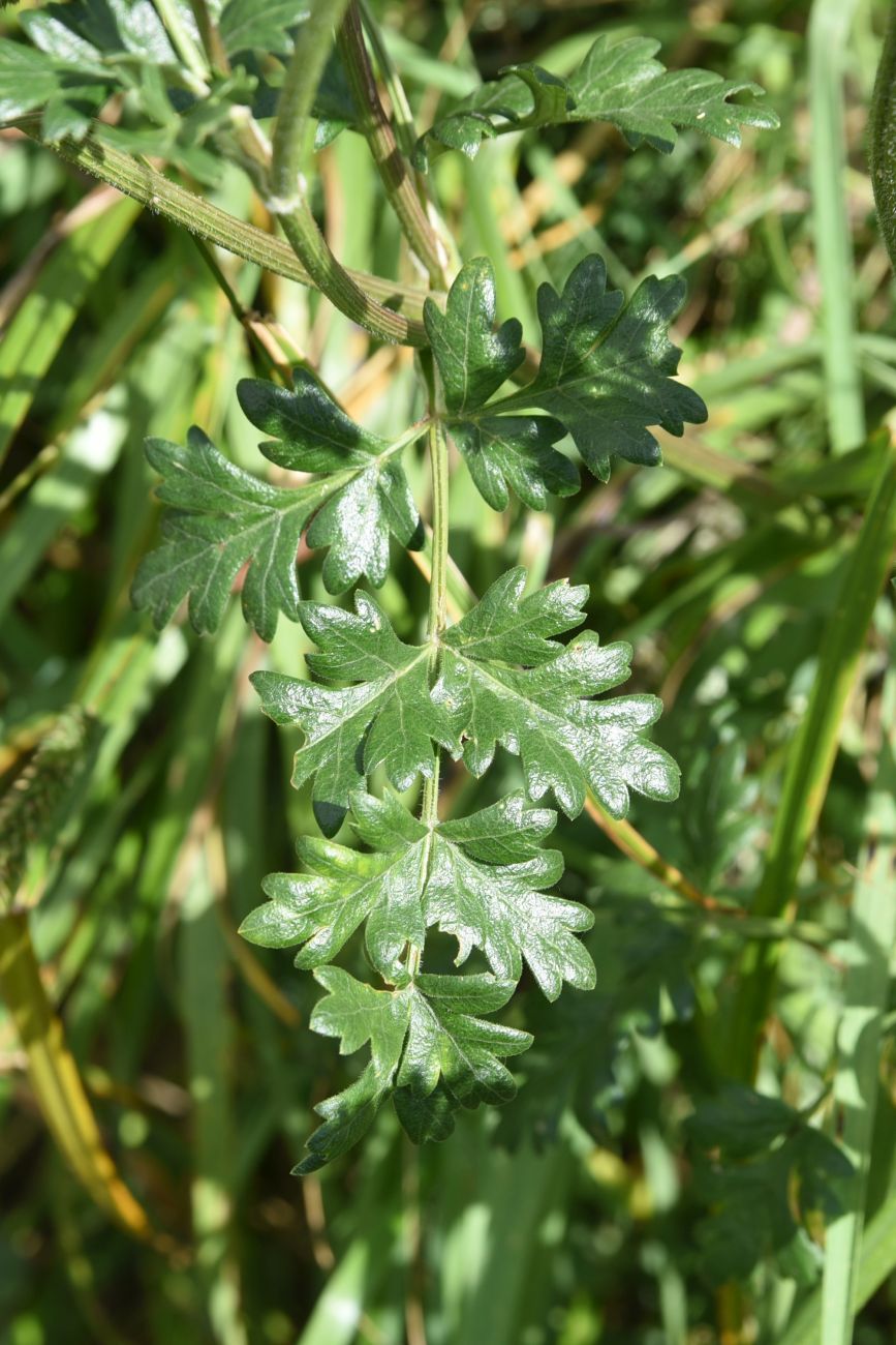 Image of familia Apiaceae specimen.