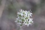 Allium tulipifolium