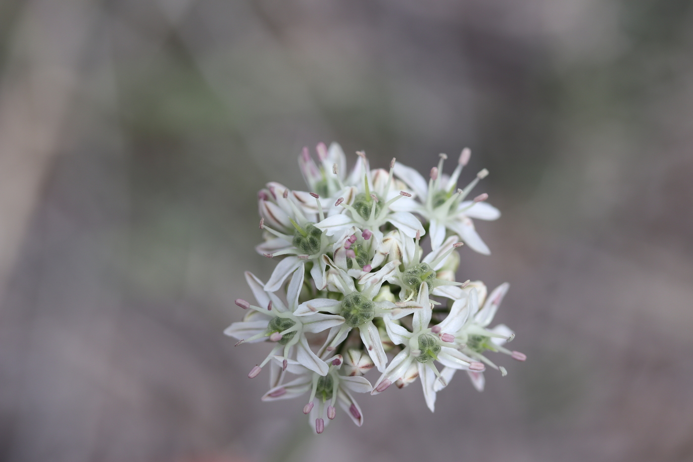 Изображение особи Allium tulipifolium.
