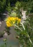 Medicago falcata
