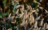 Bromus squarrosus