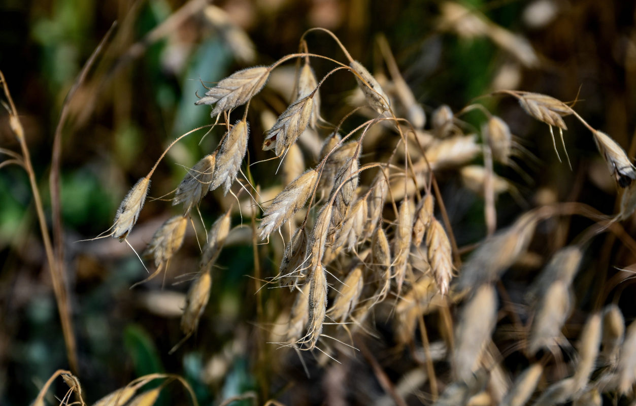 Изображение особи Bromus squarrosus.