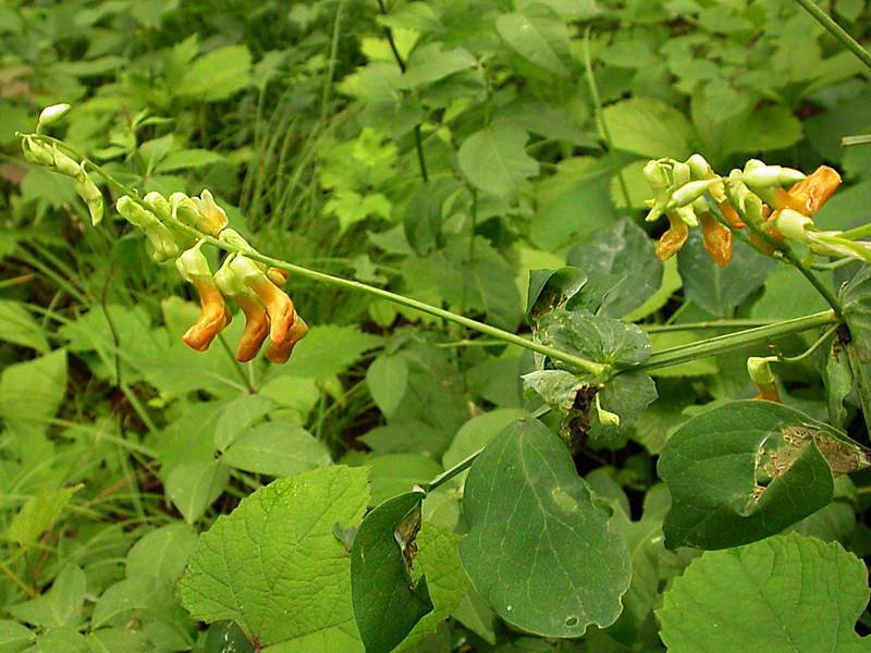 Изображение особи Lathyrus davidii.