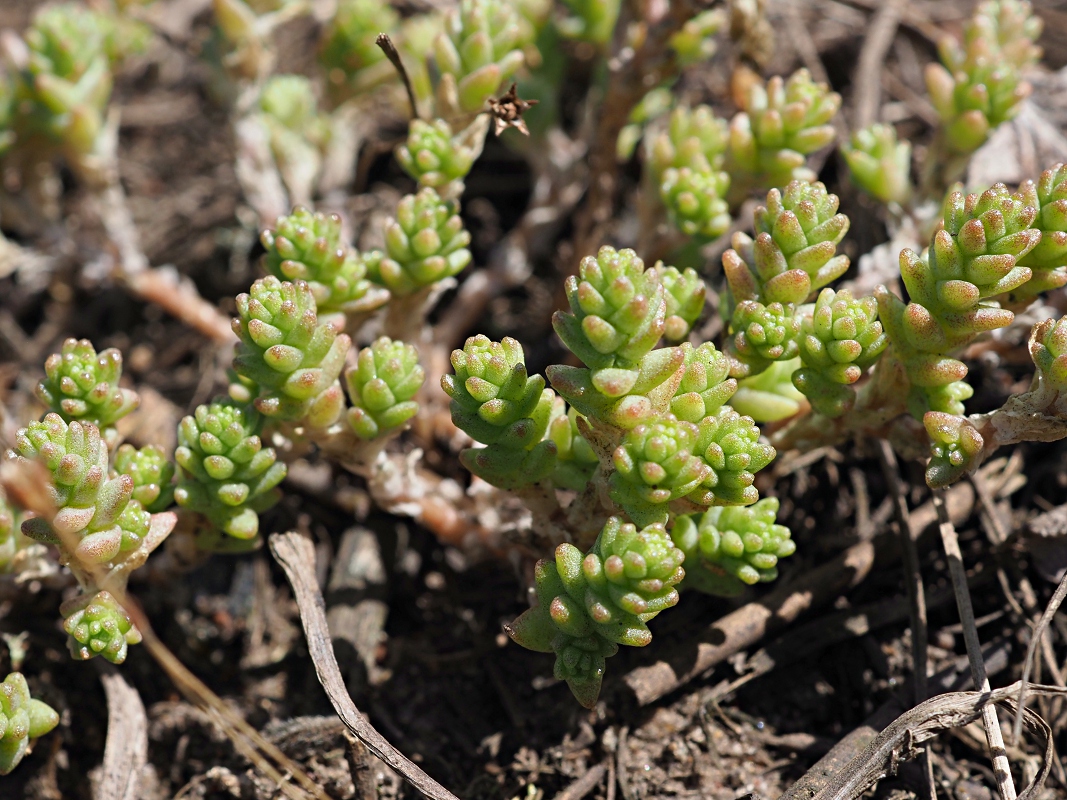 Изображение особи Sedum acre.