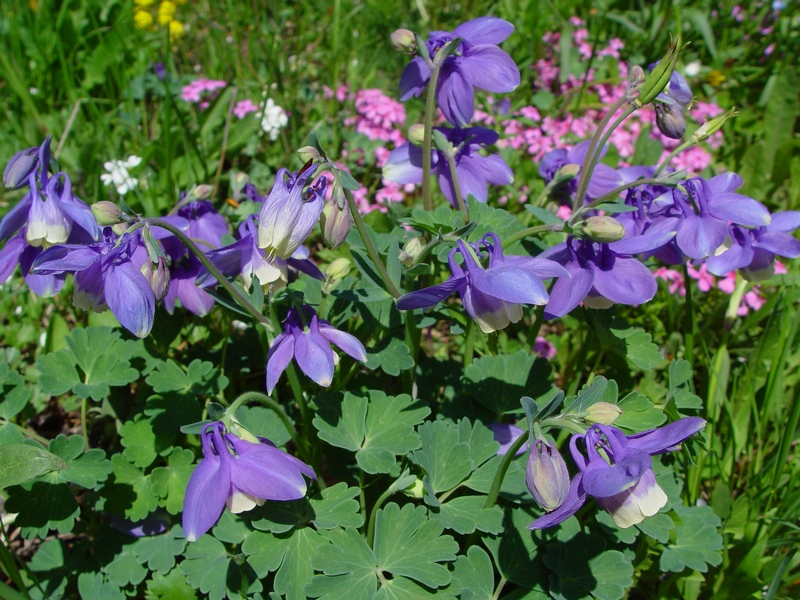 Изображение особи Aquilegia flabellata.