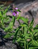 Stachys palustris